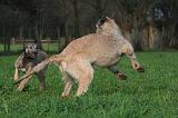 IRISH WOLFHOUND 248